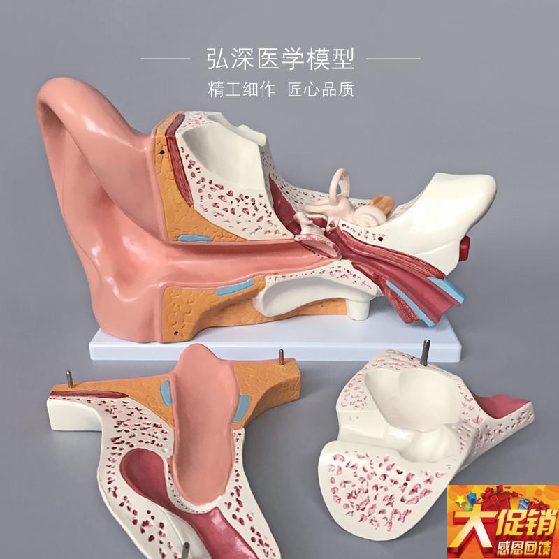 人耳朵模型人体耳解剖耳部结构耳A道采耳听觉耳鼻喉科医学教学模
