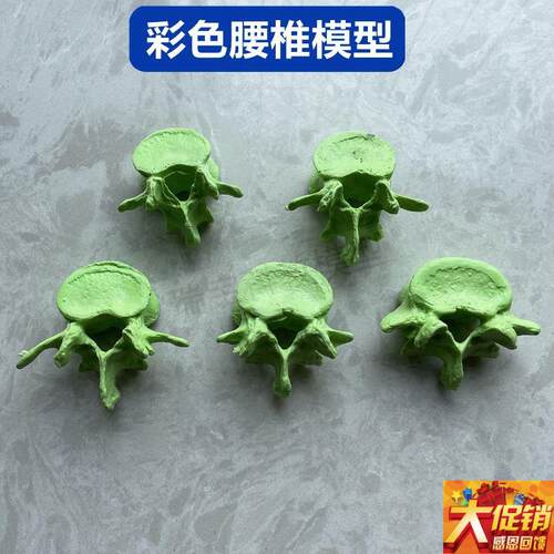 人体脊柱模型椎体散骨颈椎 胸椎 腰椎 脊椎骨 仿真骨Y 小针刀正骨
