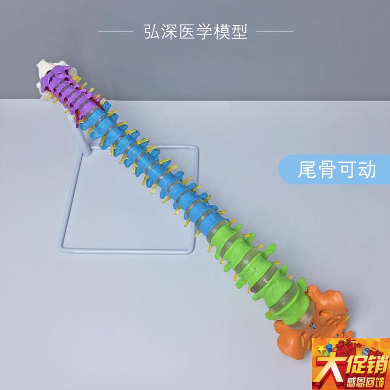 人体脊柱模d型彩色分区一比一脊椎尾骨骼可动弯曲颈胸腰椎间盘教