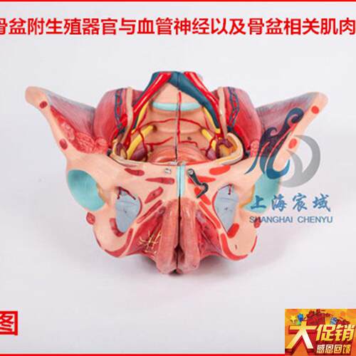 逼真准确女性骨盆附生殖器官与血管神经L以及骨盆相关肌肉附着点