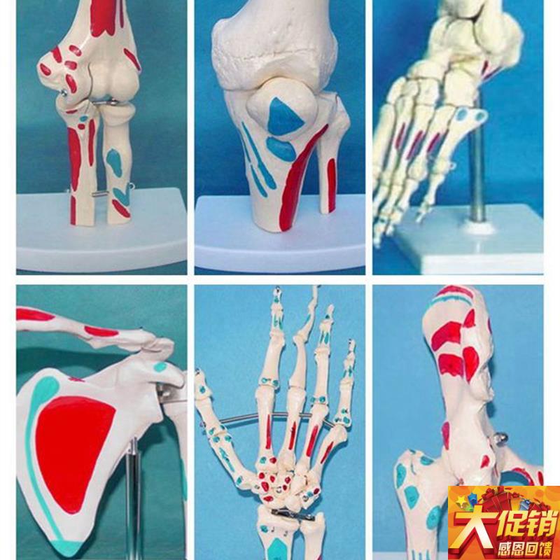 包邮脚.手.f肩.肘.膝.髋关节 6件套人体骨骼模型 教学医用模型