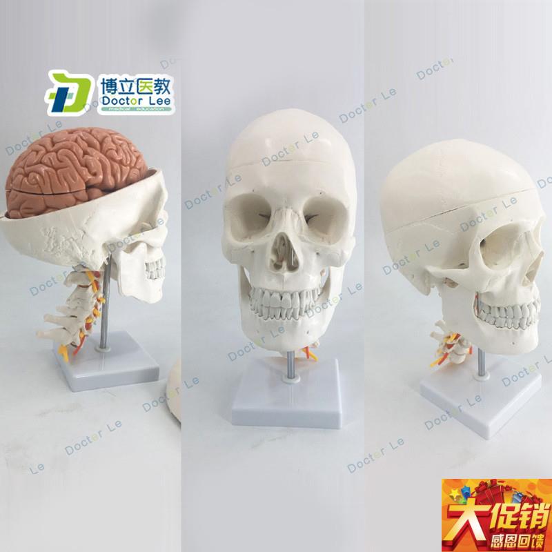 人体头骨模型 自然大头骨带颈椎附脑模型 头颅R脑动脉模型 有支架