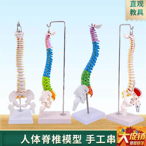人体脊柱模型人体骨骼p模型脊椎45CM带颈椎胸椎尾椎椎骨骨盆模型