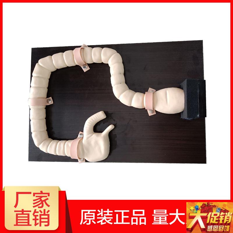 乙状结肠镜检查k模型 肠检查演示教学训练模型 大肠病变示教