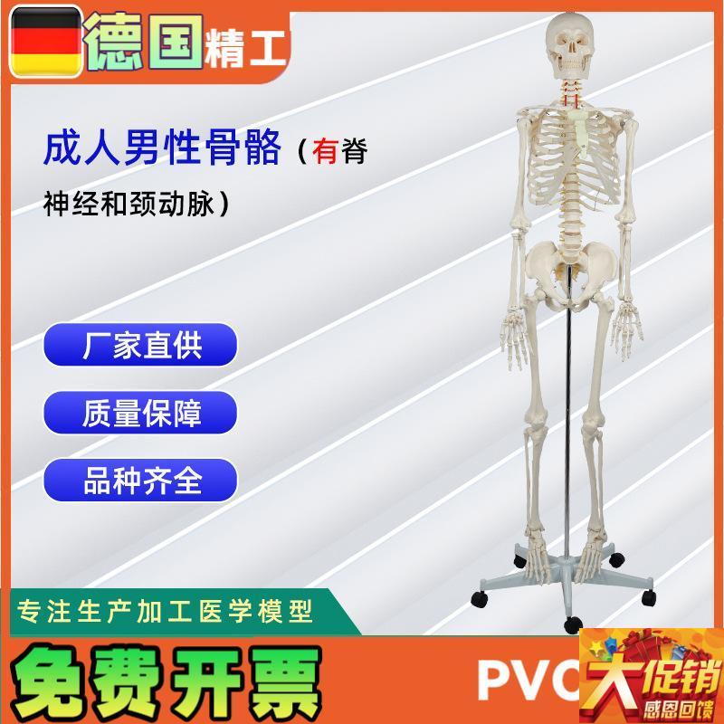 成人男性骨骼f附脊神经和颈动脉 无泡沫盒包装 人体骨骼教学模型
