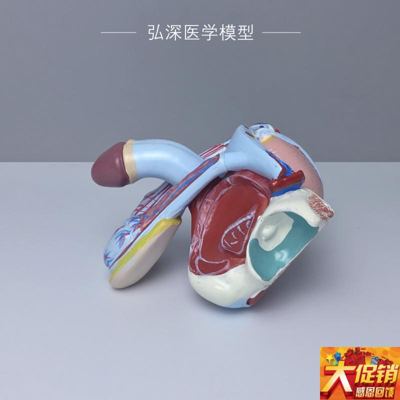 男性生殖系统模型人体生殖器官内外结构可拆解5部U件医学教学模具