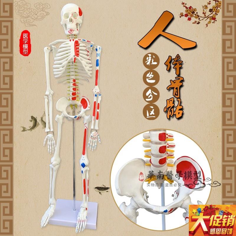 85CM人体骨骼带神经带椎间盘模型 D骨架附肌肉起止点着色模型 神