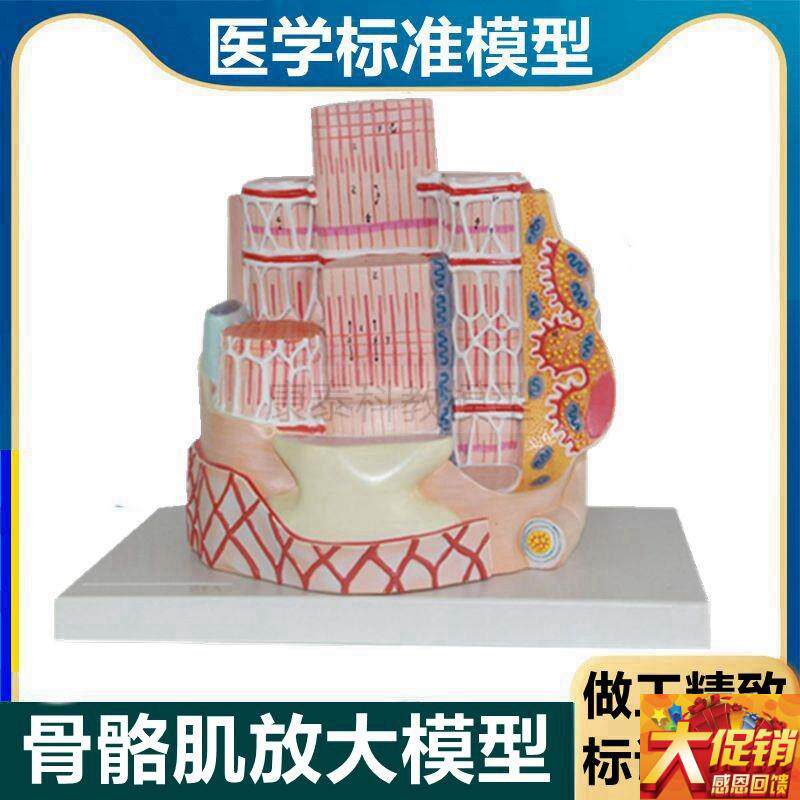 骨骼肌模型 横纹肌 肌肉组织 骨骼肌纤维 肌细胞 skMeletal muscl