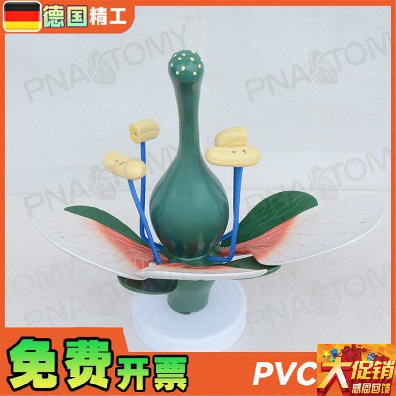 德国】桃花双子叶花绿色花蕊植物构造放大结构解剖模W型生物教学