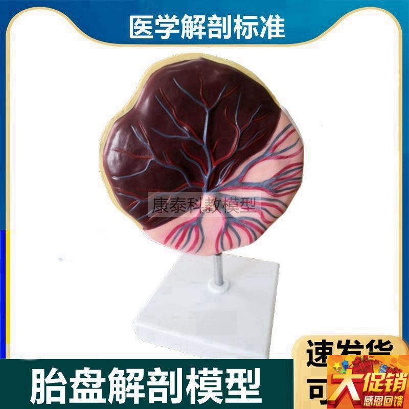 胎盘模型血管神经脐带p妊娠胎儿血液循环妇产科临床教学生殖计生