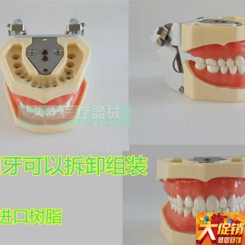 包邮标准牙颌模型口腔科备 全口牙C齿可替换 日进牙颌配FE咬合架