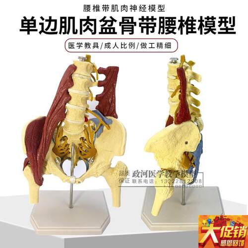 人体腰椎带骨盆肌肉模型 s盆骨腰间盘突出 产妇盆底肌修复演示教