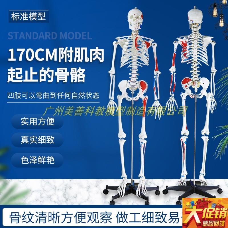 彩色170cmg人体骨骼半边肌肉着色模型骨架仿真教学 脊椎 骷髅标本