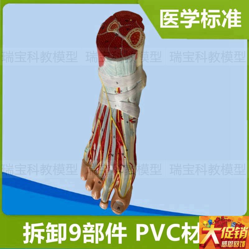 脚解剖模型踝g关节肌肉神经足底肌腿部深浅肌肉运动医用健身瑜伽