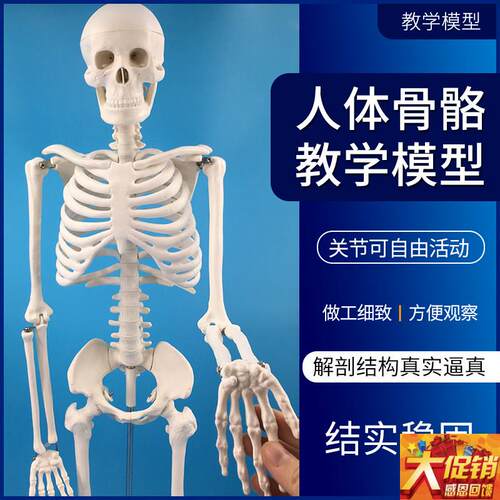 85cm人体骨骼模型 全身骨架人体模型成人小骷髅T教学模型脊椎模型