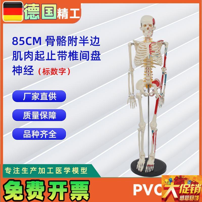 85CM附半边肌肉起止带椎间盘神经骨骼(数字标示U)医药教学器材