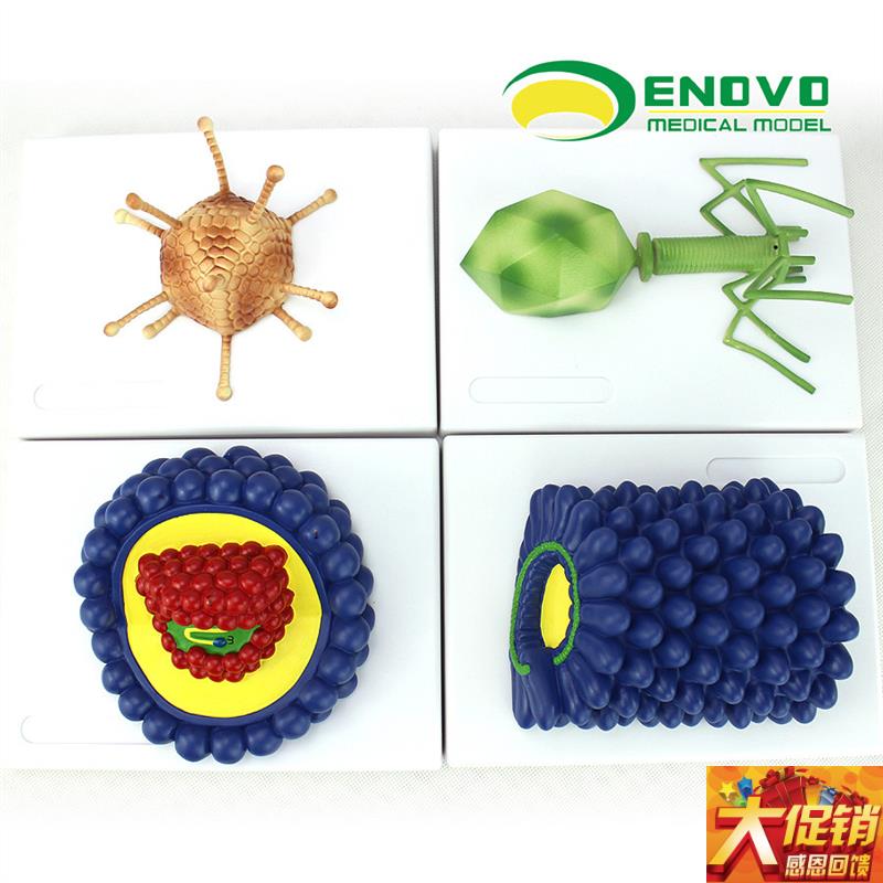 ENOVO颐诺微生物学病毒模型杆状病毒腺病毒噬菌S体病毒艾滋病毒学