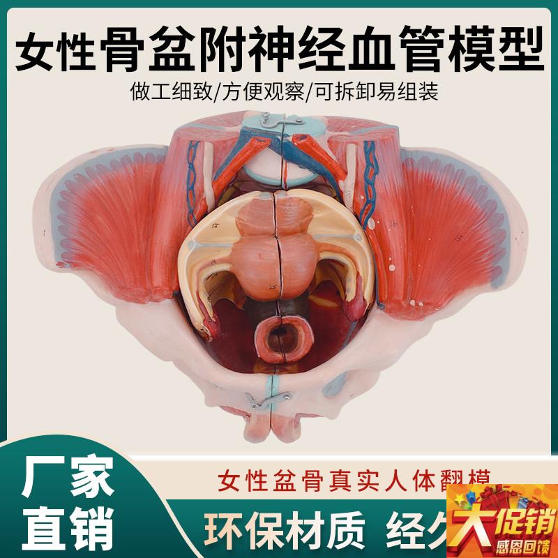 女性人体骨d盆附生殖器官血管神经肌肉解剖分娩演示教学盆底肌模