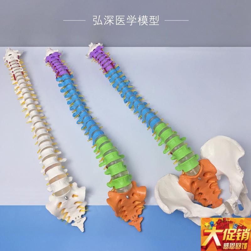 人体脊柱模型1比1彩色分区脊椎尾骨骼可M动弯曲颈胸腰椎间盘骨盆