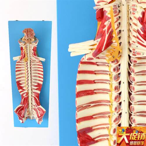 医学人体 椎管内部脊髓神经模型 脊K柱 脊椎腰椎解剖结构