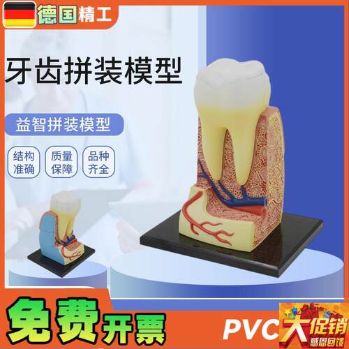 德国】拼装玩具人体牙齿拼装模型 器E官解剖模型医学教学DIY科教