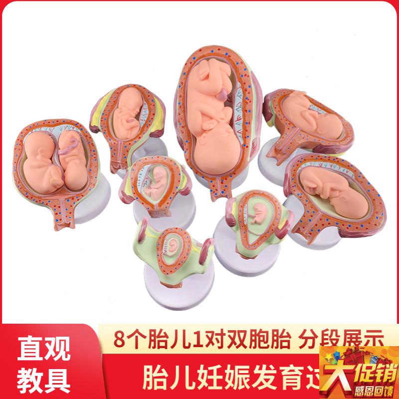 妊娠发育过程模型 m胚胎计划生育模型 胎儿发育过程模型 子宫解