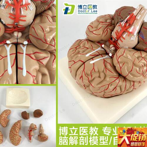 人体脑解剖模型脑模o型 脑干模型脑结构模型仿真大脑模型医用教学