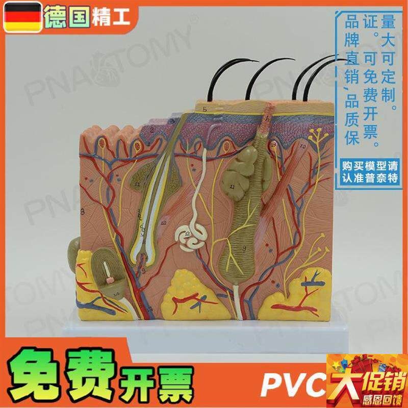 德国】人体立体皮肤层次结构放A大解剖模型 教学皮肤科美容微整形