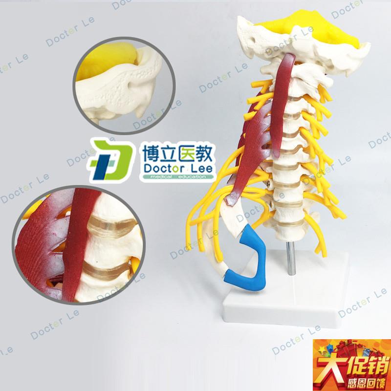 人体颈椎模d型颈椎肌肉神经模型人体骨骼标本模型动脉椎间盘后枕