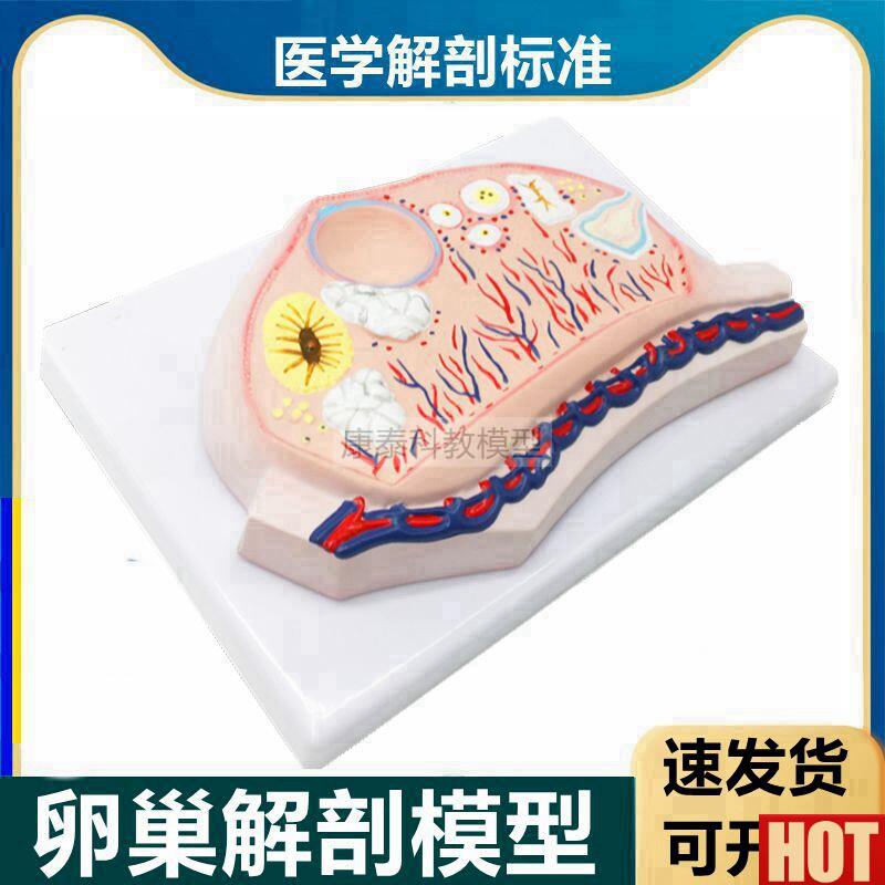 巢模型卵子卵泡黄体C白体女生殖性腺输卵管子宫妇科月经周期医用