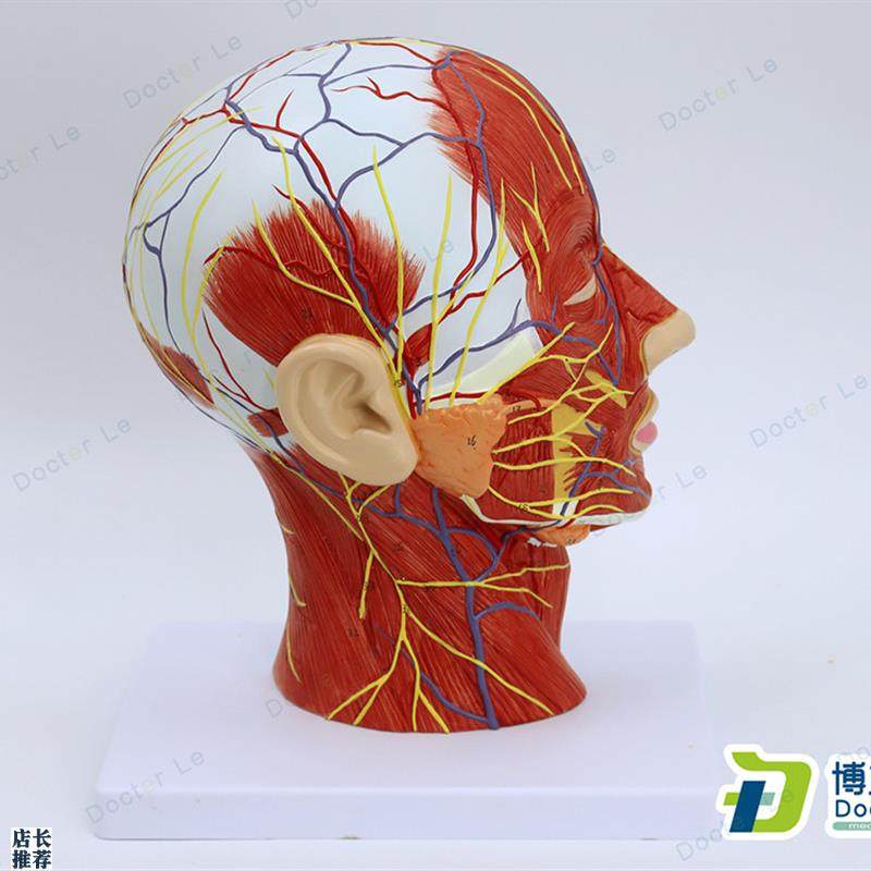 头部矢状切面附血管神经模w型医学整形美容面部神经血管结构