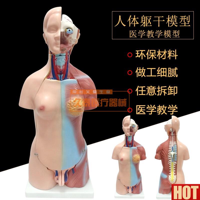 体模型 28CM躯干 人体A内脏解剖模型 医用教具骨骼 儿童益智玩具