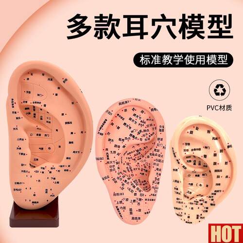 品经络耳模型 耳按摩模型 耳部t反射区穴位 耳穴模型耳朵16CM
