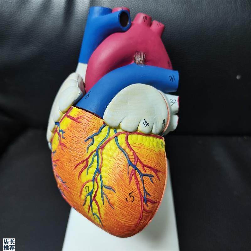 厂家直销三角形教具镜解剖B超彩超可F拆卸自然大心脏医学教学模型