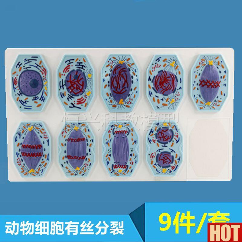 胞有丝分裂l模型高中学校生物教学演示实验器材仪器动物细胞减数