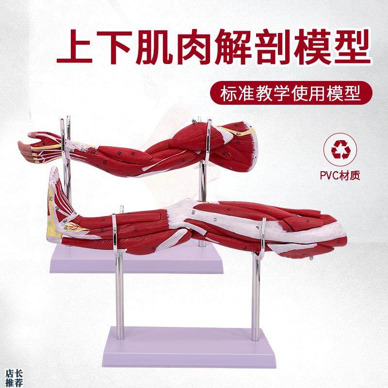 小型上下肢肌肉附血管神经模型手臂肌肉解L剖人体肌肉构造运动系