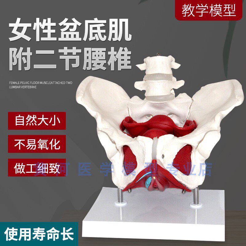 女骨盆模型女性骨盆及盆底肌肉z模型产后恢复月子中心骨骼结构教