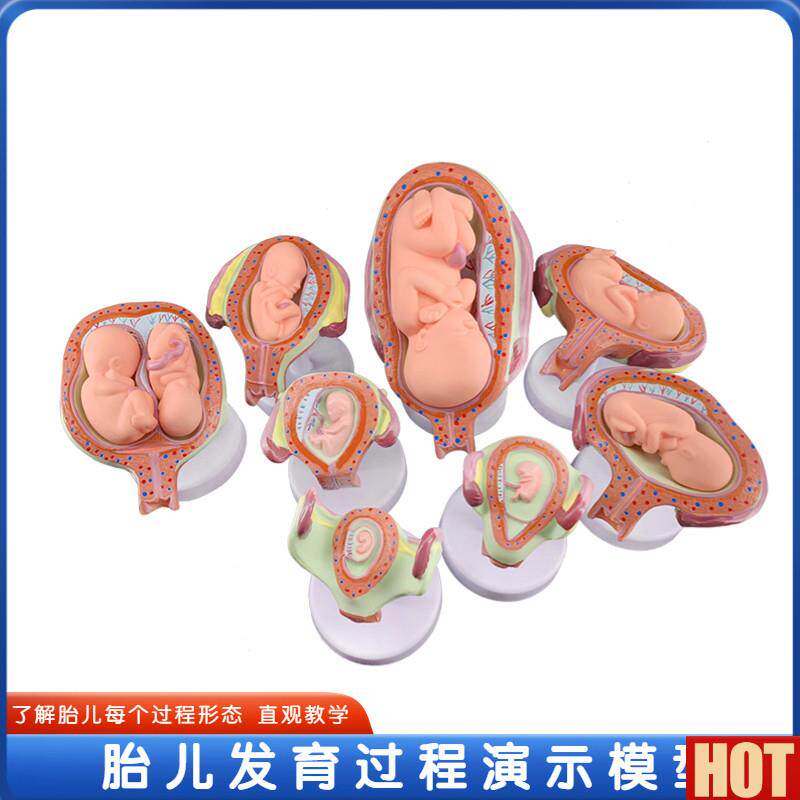 河妊娠胚胎发育过程胎儿形成模型医院学x校用具人体胚胎教学模型