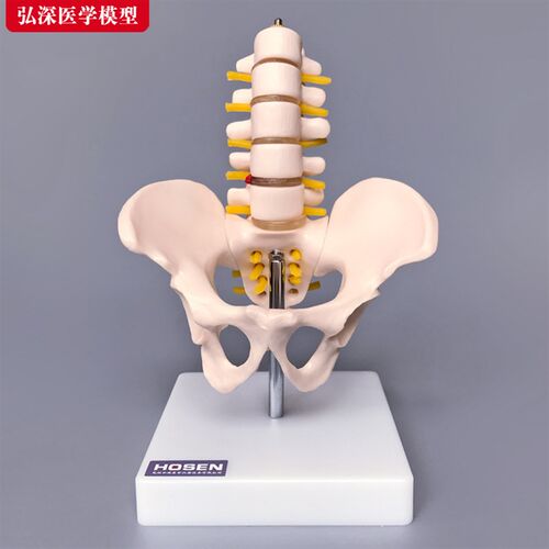 骨盆模型缩小型i盆骨附带五节腰椎关节髋骨骼医学教学模具人体玩