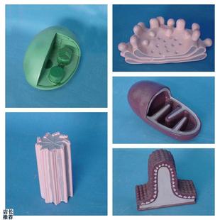 细胞器模型生物教j学实验叶绿体线粒体高尔基体中心体中学教育装