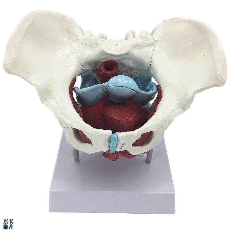女性骨盆生殖器模型q女性盆腔结构女性骨盆及盆底肌肉模型