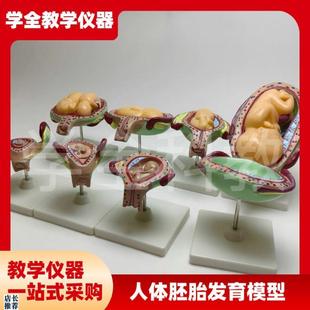 人体胚胎发育模型妊娠胚胎发育过E程怀孕十月胎儿模型医学教学