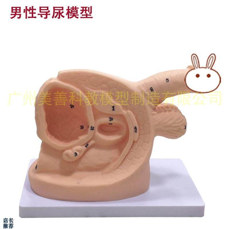 男性内外生殖解剖模型及导尿模具医G学用人体导尿插管模型教具