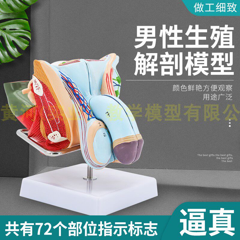 高级男性内外生殖模o型 内外生殖解剖膀胱 男性尿道解剖模型