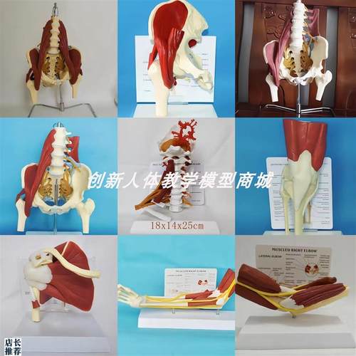 人体腰椎颈e椎手臂肩髋膝关节带肌肉神经血管医用模型腰间盘颈骨