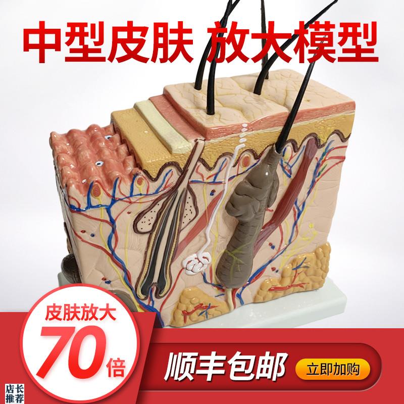 皮肤结构放大模型组织层次立体构造G微整形美容医学教学模具玩具