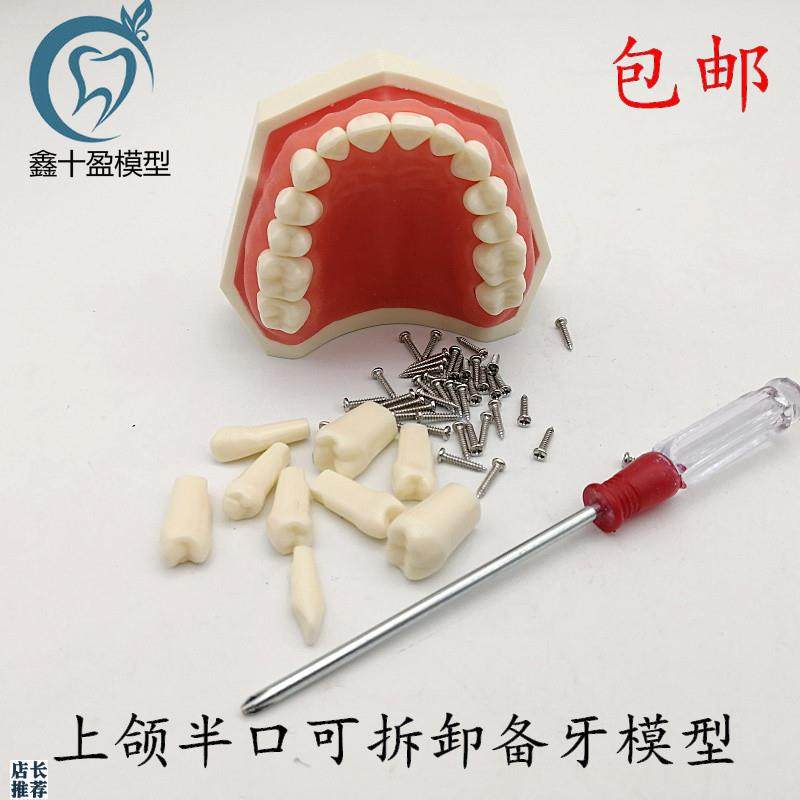 牙科可拆卸牙齿模型上颌半口备牙模型下颌半S口备牙模型包邮