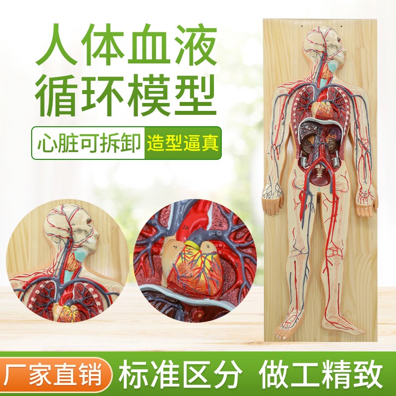 人体血液循环系统模o型全身内脏器官解剖教学教具心脏血管演示模