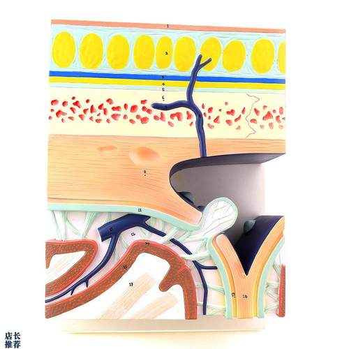 ENOVO颐诺颅底模型人体头颅骨模型硬脑膜窦头皮层U次解剖结构头皮