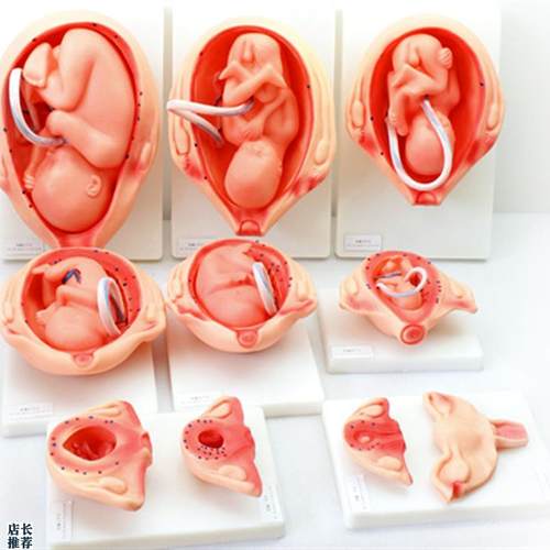 ENOVO颐诺妊娠胚n胎发育模型胎儿发育过程模型10部件版人体组织胚